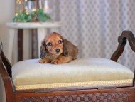 KaninchenDachshund-3475