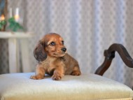 KaninchenDachshund-3485