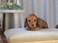 KaninchenDachshund-3492