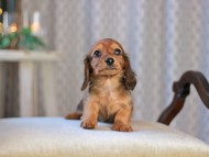 KaninchenDachshund-3498