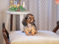 KaninchenDachshund-3518