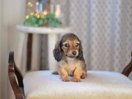 KaninchenDachshund-3521