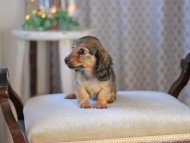 KaninchenDachshund-3524