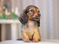 KaninchenDachshund-3525