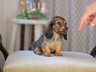 KaninchenDachshund-3580