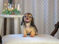 KaninchenDachshund-3599