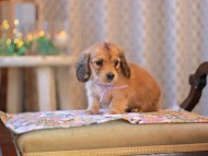 KaninchenDachshund-3847