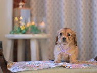 KaninchenDachshund-3858