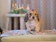 KaninchenDachshund-3867