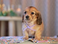 KaninchenDachshund-3872