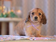 KaninchenDachshund-3883