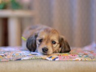 KaninchenDachshund-3898