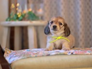 KaninchenDachshund-3907