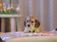 KaninchenDachshund-3914