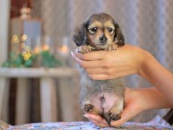 KaninchenDachshund-3922