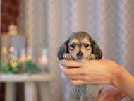 KaninchenDachshund-3932