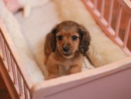 KaninchenDachshund-3967