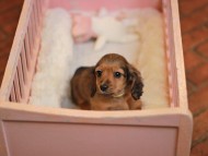 KaninchenDachshund-3971
