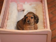 KaninchenDachshund-3972