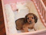 KaninchenDachshund-3976