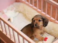 KaninchenDachshund-3981