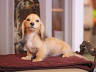 KaninchenDachshund-4025 KaninchenDachshund-4025