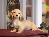 KaninchenDachshund-4027 KaninchenDachshund-4027