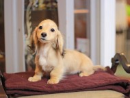 KaninchenDachshund-4029