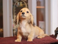 KaninchenDachshund-4046