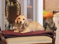 KaninchenDachshund-4056