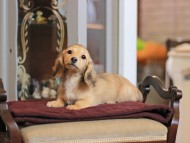 KaninchenDachshund-4058