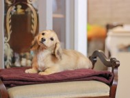 KaninchenDachshund-4065