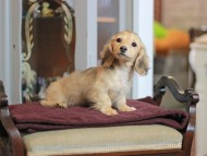 KaninchenDachshund-4071