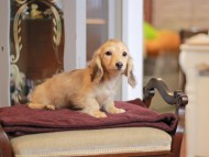 KaninchenDachshund-4074