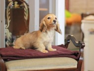 KaninchenDachshund-4076