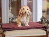 KaninchenDachshund-4110