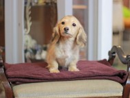 KaninchenDachshund-4114