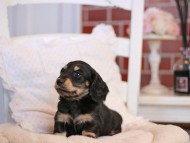 KaninchenDachshund-4118