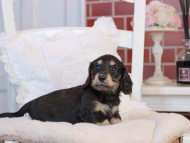 KaninchenDachshund-4130