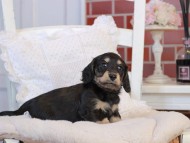 KaninchenDachshund-4131