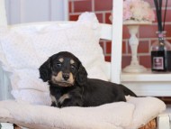 KaninchenDachshund-4136