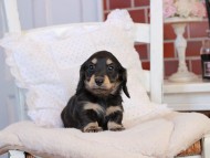 KaninchenDachshund-4152