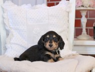 KaninchenDachshund-4165