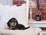 KaninchenDachshund-4172