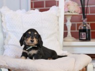 KaninchenDachshund-4174