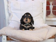 KaninchenDachshund-4180