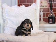 KaninchenDachshund-4188