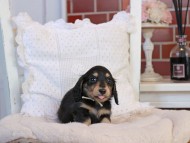 KaninchenDachshund-4189