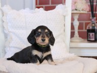 KaninchenDachshund-4200