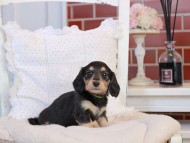 KaninchenDachshund-4206